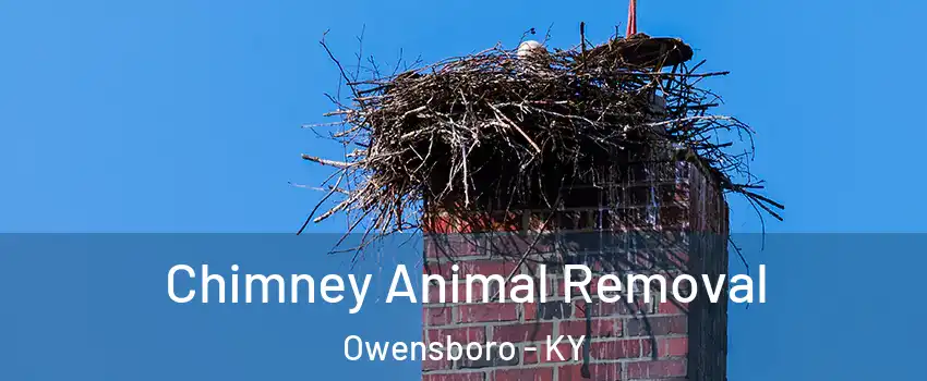  Chimney Animal Removal Owensboro - KY