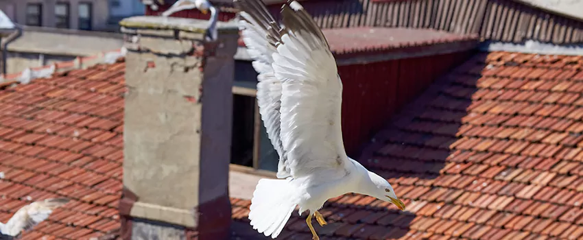Residential Chimney Animal Removal Solution in Owensboro, KY