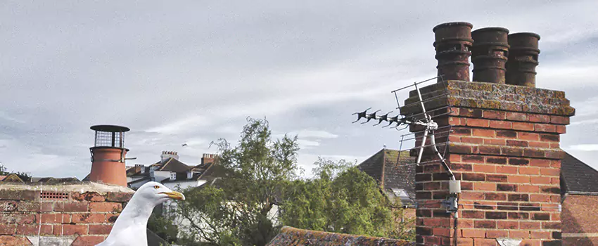 Chimney Cleaning And Restoration in Owensboro, Kentucky